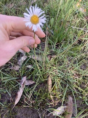 Allittia cardiocarpa