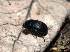 Geotrupes balyi