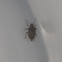 Podisus serieventris