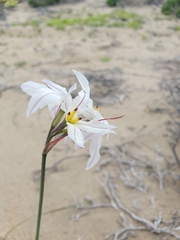 Leucocoryne appendiculata