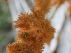 Trentepohlia aurea