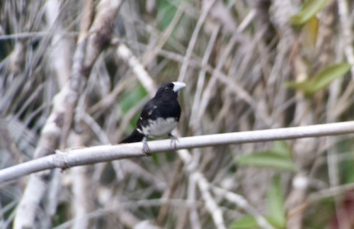 Cone-billed Tanager