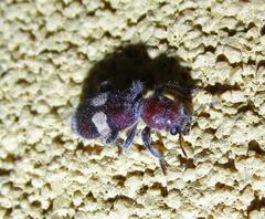 Enoclerus quadrisignatus