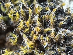 Grimmia laevigata