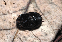 Geotrupes balyi