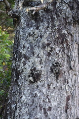 Picea sitchensis