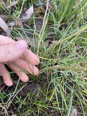 Allittia cardiocarpa