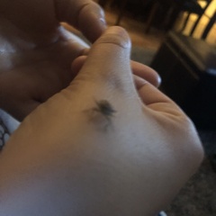 Podisus serieventris