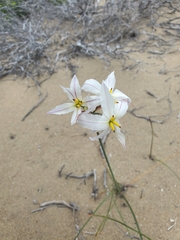 Leucocoryne appendiculata