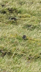 Linaria flavirostris