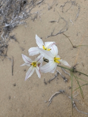 Leucocoryne appendiculata