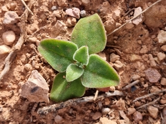 Mesembryanthemum crystallinum