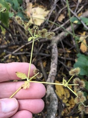 Sanicula marilandica
