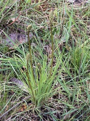 Stylidium graminifolium