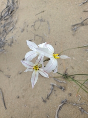 Leucocoryne appendiculata