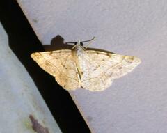 Frederickia subterminata