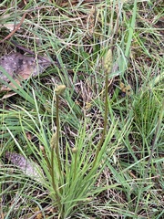 Stylidium graminifolium