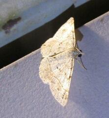 Frederickia subterminata