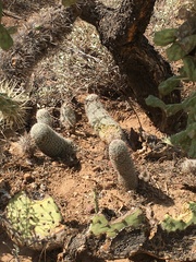 Mammillaria grahamii