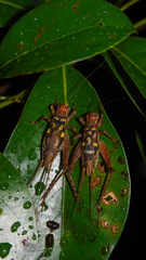 Cardiodactylus guttulus