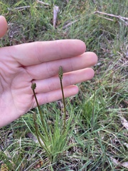 Stylidium graminifolium
