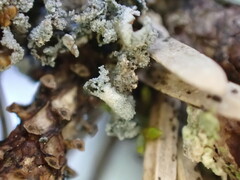 Erioderma sorediatum