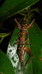 Cardiodactylus guttulus