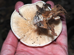Clitocybe robusta