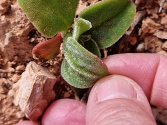Mesembryanthemum crystallinum