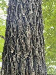 Carya texana