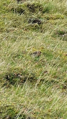 Linaria flavirostris
