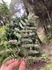 Asplenium adiantum-nigrum