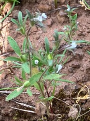 Phacelia minutissima