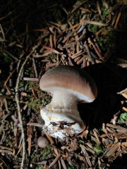 Leucocortinarius bulbiger