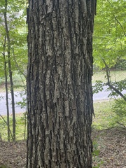 Carya texana