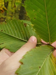 Ulmus