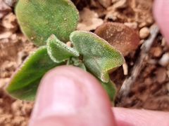 Mesembryanthemum crystallinum