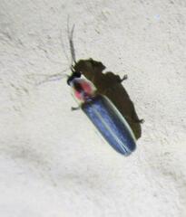 Photinus pyralis
