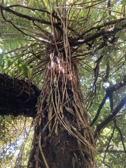 Dicksonia fibrosa