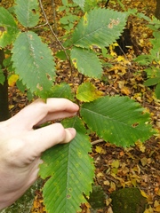 Ulmus