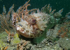 Scorpaena jacksoniensis