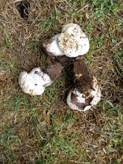 Agaricus bernardii