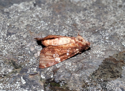 Water-hemlock Borer Moth photo 5