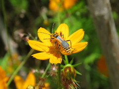 Chauliognathus limbicollis
