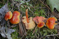 Hygrocybe punicea