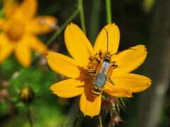 Chauliognathus limbicollis