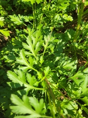 Leucanthemum maximum