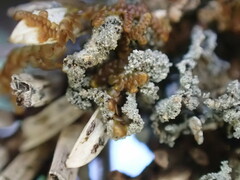 Erioderma sorediatum