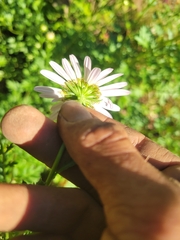 Leucanthemum maximum