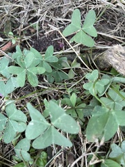 Oxalis drummondii